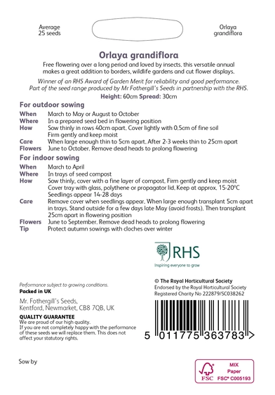 RHS Orlaya grandiflora Seeds - image 2