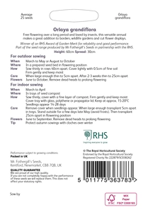 RHS Orlaya grandiflora Seeds - image 2