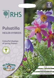 RHS Pulsatilla Heiler-Hybrids Seeds - image 1