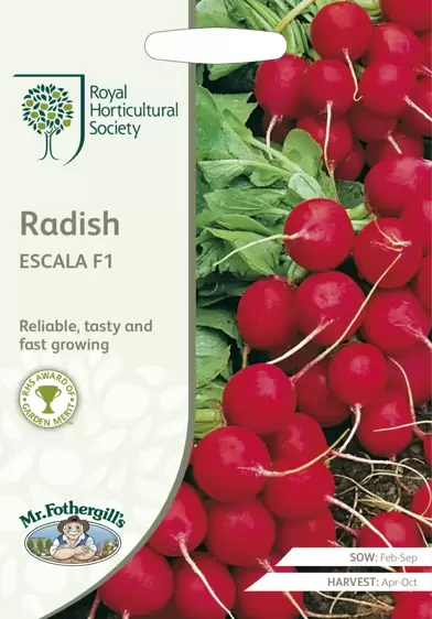 RHS Radish Escala F1 - image 1