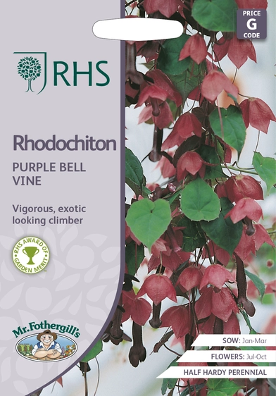 RHS Rhodochiton Purple Bell Vine Seeds - image 1