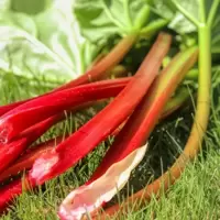Rhubarb