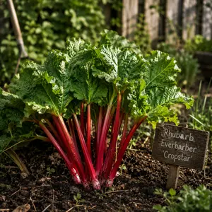 Rhubarb Everbarber 'Cropstar'