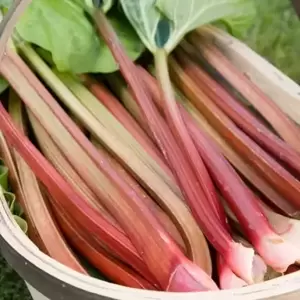 Rhubarb 'Victoria'