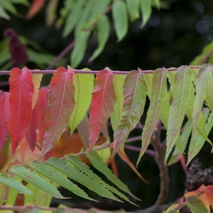 Rhus typhina 3L - image 2