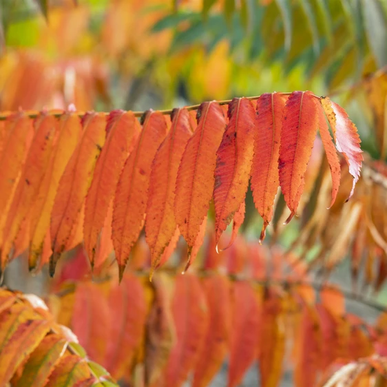 Rhus typhina 3L - image 3