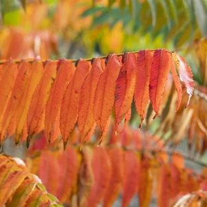 Rhus typhina 3L - image 3