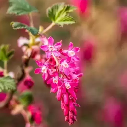 Ribes sanguineum 'King Edward VII' 3L - image 1