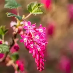 Ribes sanguineum 'King Edward VII' 4L - image 1