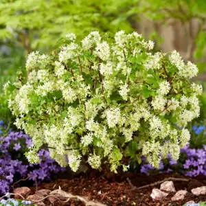 Ribes sanguineum 'Oregon Snowflake' - image 1