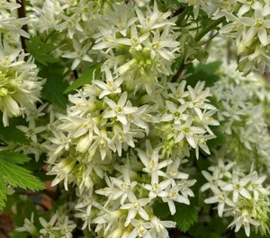 Ribes sanguineum 'Oregon Snowflake' - image 2