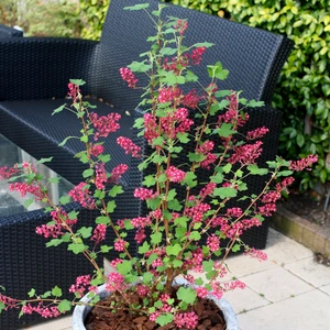 Image Credit: Diderk Heinje