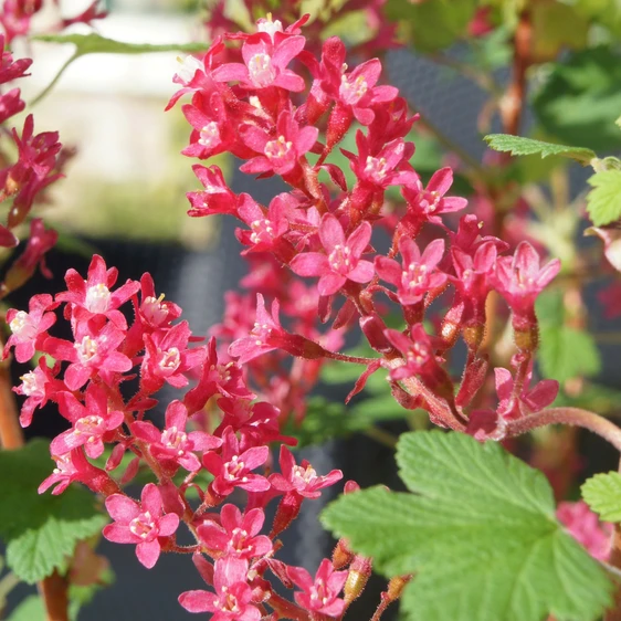 Image Credit: Diderk Heinje