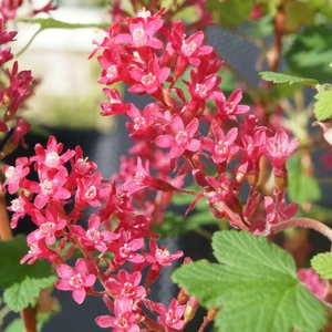 Image Credit: Diderk Heinje