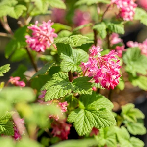 Ribes sanguineum 'Pulborough Scarlet' 12L - image 1