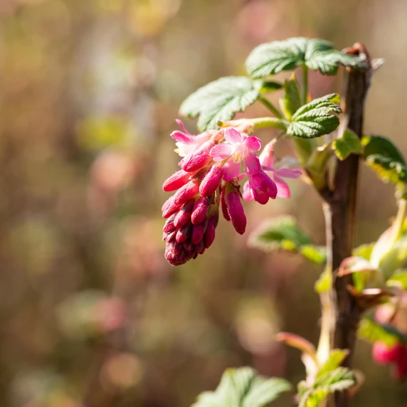Ribes sanguineum 'Pulborough Scarlet' 12L - image 2