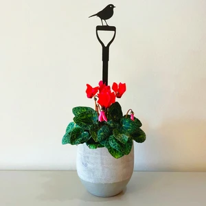 Robin Pot Stem