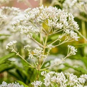 Rodgersia aesculifolia - image 2