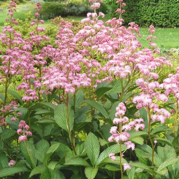 Image Credit: Bressingham Gardens