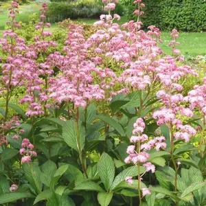 Image Credit: Bressingham Gardens