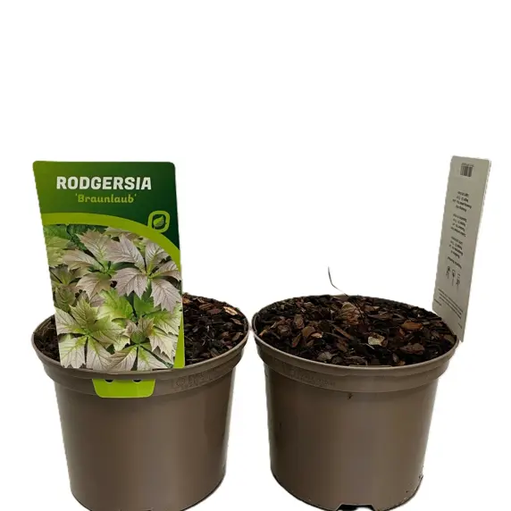 Rodgersia podophylla 'Braunlaub' - image 3