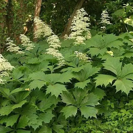 Rodgersia podophylla 'Braunlaub' - image 2