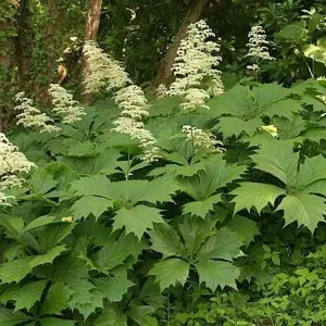 Rodgersia podophylla 'Braunlaub' - image 2