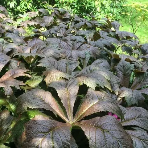 Picture Credit - Plantor