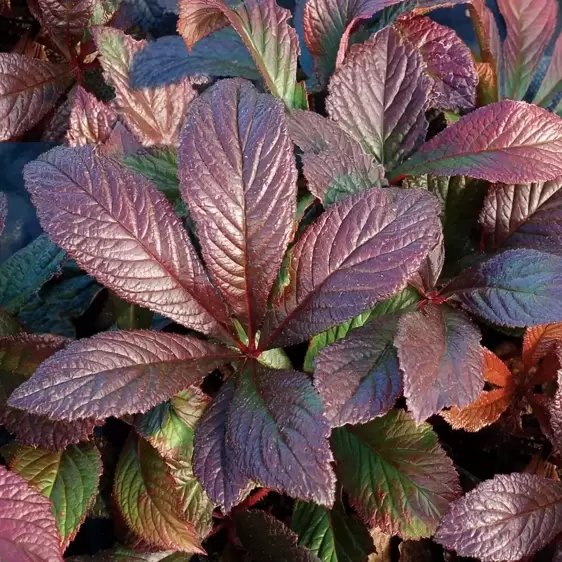 Rodgersia 'Bronze Peacock' - Photo(s) courtesy of TERRA NOVA® Nurseries, Inc.