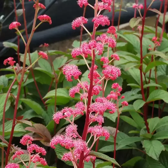 Rodgersia 'Bronze Peacock' - Photo(s) courtesy of TERRA NOVA® Nurseries, Inc.