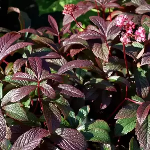 Rodgersia 'Bronze Peacock' - Photo(s) courtesy of TERRA NOVA® Nurseries, Inc.