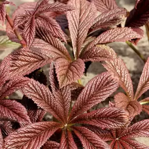 Rodgersia 'Bronze Peacock' - Photo(s) courtesy of TERRA NOVA® Nurseries, Inc.