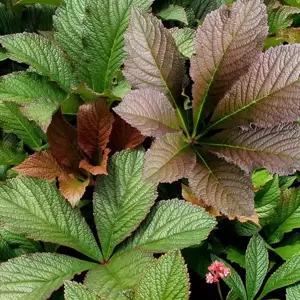 Rodgersia 'Bronze Peacock' - Photo(s) courtesy of TERRA NOVA® Nurseries, Inc.