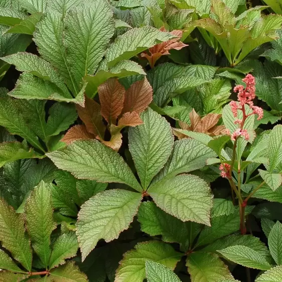 Rodgersia 'Bronze Peacock' - Photo(s) courtesy of TERRA NOVA® Nurseries, Inc.