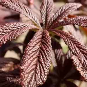 Rodgersia 'Bronze Peacock' - Photo(s) courtesy of TERRA NOVA® Nurseries, Inc.