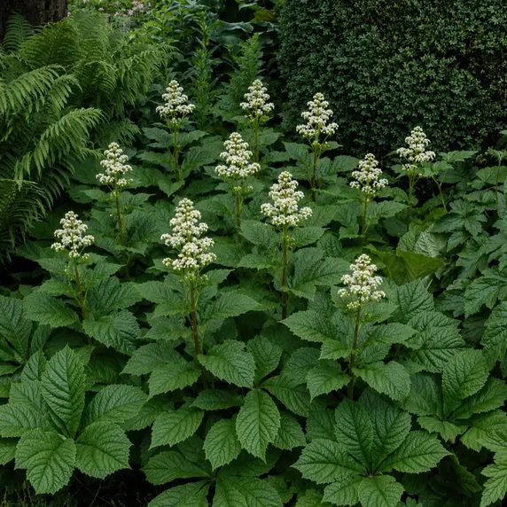 Rodgersia 'Snow Clouds' - image 2