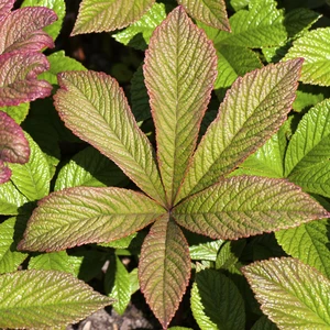 Rodgersia 'Snow Clouds' - image 3