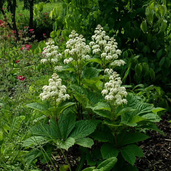 Rodgersia 'Snow Clouds' - image 1