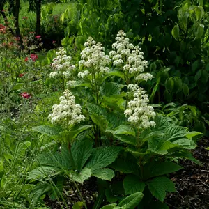 Rodgersia 'Snow Clouds' - image 1