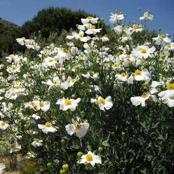 By Ghislain118 http://www.fleurs-des-montagnes.net - Own work, CC BY-SA 3.0, https://commons.wikimedia.org/w/index.php?curid=12735169