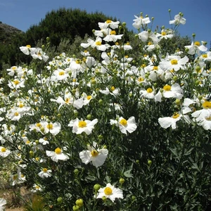 By Ghislain118 http://www.fleurs-des-montagnes.net - Own work, CC BY-SA 3.0, https://commons.wikimedia.org/w/index.php?curid=12735169