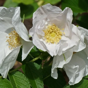 Rosa rugosa 'Alba' - SH - image 1