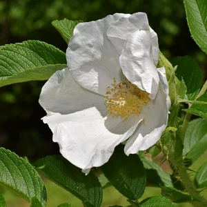 Rosa rugosa 'Alba' - SH - image 2