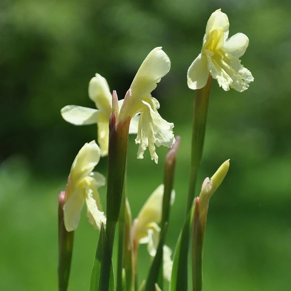 Roscoea cautleyoides 'Kew Beauty'