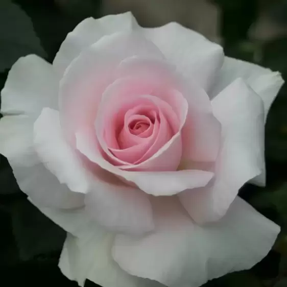 Rose 'A Whiter Shade of Pale' HT 4L