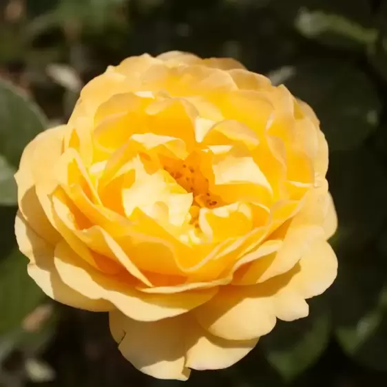 Rose 'Absolutely Fabulous' - FL - image 1