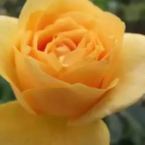 Rose 'Absolutely Fabulous' - FL - image 2