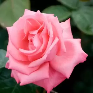 Rose 'Agatha Christie' - CLM