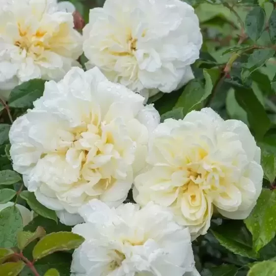 Rose 'Albéric Barbier' - RAM - image 3