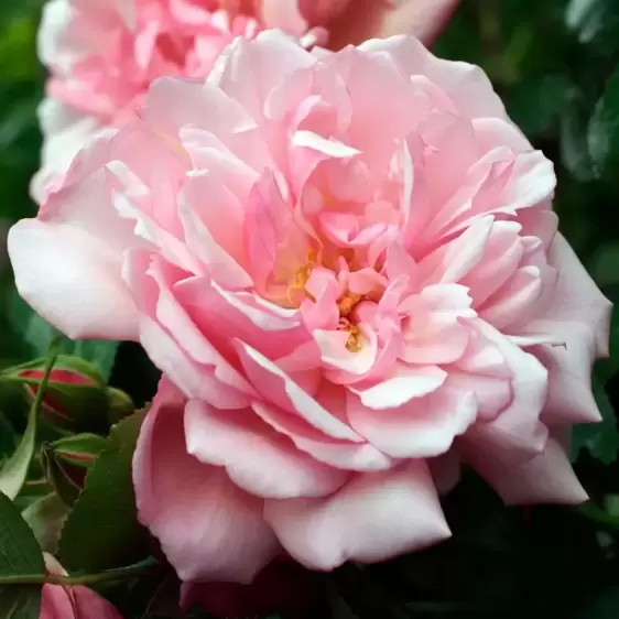 Rose 'Albertine' - CLM